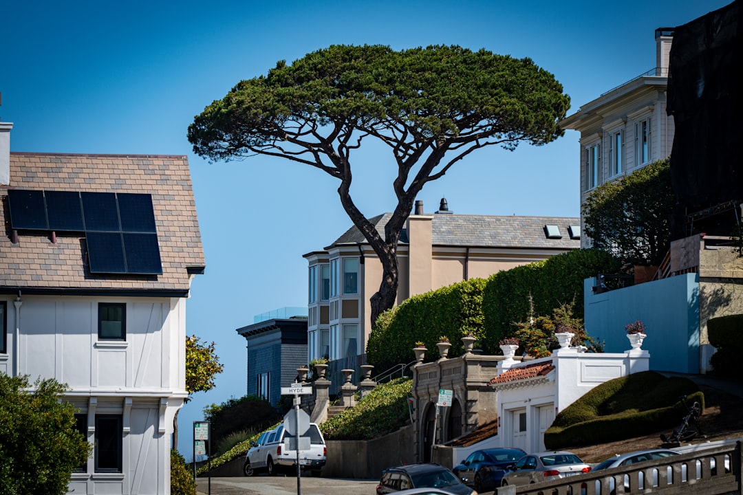 large-tree-on-a-sunny-day-with-houses-h7rhve4-wm